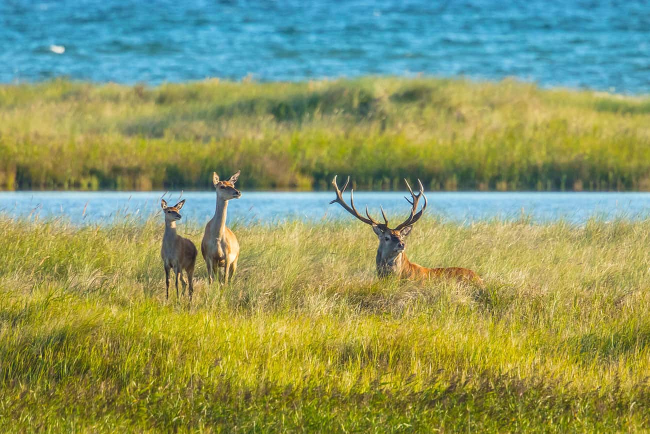 Fischland Darss Naturschutzpark Weststrand